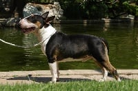 Étalon Bull Terrier - CH. Guenzo Of A'aron In Action