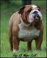 Étalon Bulldog Anglais - del papiol Satisfaction