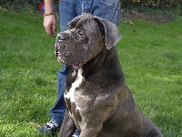 Étalon Cane Corso - Golfo From Russians Traditions