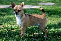 Étalon Chihuahua - Galice Of merrily