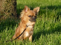 Étalon Chihuahua - Holia du domaine de Lady