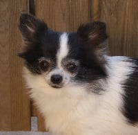 Étalon Chihuahua - Fanfan de l'Echappée Belle