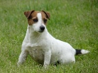 Étalon Jack Russell Terrier - Cathy De herdezabad