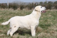 Étalon Labrador Retriever - Galahad (Sans Affixe)