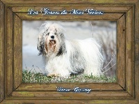 Étalon Lhassa Apso - Galine des sylphes enchantées
