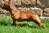 Étalon Staffordshire Bull Terrier - Eros (Sans Affixe)