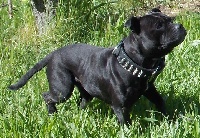 Étalon Staffordshire Bull Terrier - Bullbumpkin's Dooschka