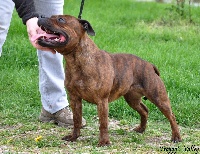Étalon Staffordshire Bull Terrier - Golden lady of froggy's valley