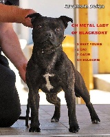 Étalon Staffordshire Bull Terrier - CH. Metal lady of blacksort
