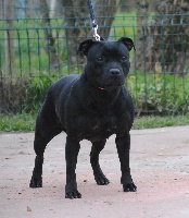Étalon Staffordshire Bull Terrier - Silver Cross First blood  mara jade
