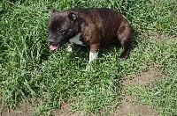 Étalon Staffordshire Bull Terrier - Hakina des Terres des Forges