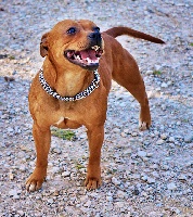 Étalon Staffordshire Bull Terrier - Gucci (june) of Celtic Oak