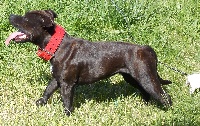 Étalon Staffordshire Bull Terrier - Original Old Type Fergie
