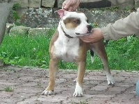 Étalon Staffordshire Bull Terrier - Sweetdemon's Hatchi