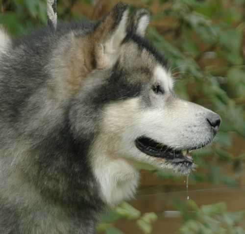 Eskio jeronimo of kiyara's wolf