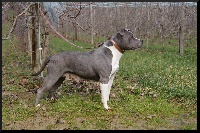 Étalon American Staffordshire Terrier - Alita azul chica chida