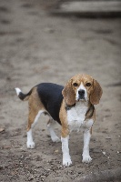 Étalon Beagle - Endurance Titre Initial