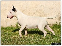 Étalon Bull Terrier - Bullimpact Honky tonk women