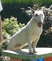 Étalon Bull Terrier - Trick or treat Hole in one of lady white