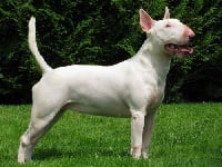 Étalon Bull Terrier - Bubble Square Hanouchka