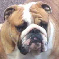 Étalon Bulldog Anglais - Amy da maro  ot streletz  dit doudou du domaine de Cateline