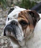 Étalon Bulldog Anglais - Ignace (Sans Affixe)