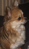 Étalon Chihuahua - Guess Du Symbole De Nakoida