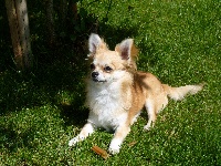 Étalon Chihuahua - Havana Du Symbole De Nakoida