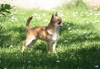 Étalon Chihuahua - Inès Du Royaume Des Petits Poucets