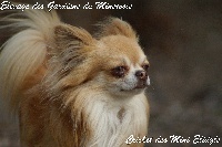 Étalon Chihuahua - Criket des mini elydile
