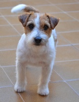 Étalon Jack Russell Terrier - CH. Giovanni whitetan of Malan's Rock