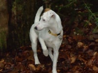 Étalon Jack Russell Terrier - Finka Des elucines