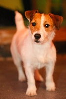 Étalon Jack Russell Terrier - Hybysse d'Edennefamily