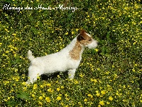 Étalon Jack Russell Terrier - Hanoï des Hauts-Marizys