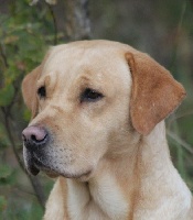 Étalon Labrador Retriever - TR. CH. de galapian Free
