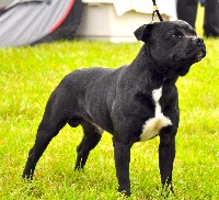 Étalon Staffordshire Bull Terrier - CH. Hope Black Bulldiamonds