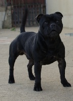 Étalon Staffordshire Bull Terrier - Escobar dog power of cartel By familystaff