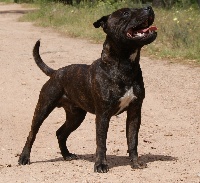Étalon Staffordshire Bull Terrier - Gold des brumes du blavet
