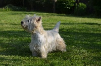 Étalon West Highland White Terrier - Full-boy De l'etoile du buchet