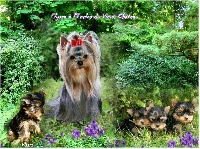 Étalon Yorkshire Terrier - Juliette (elyssa) De la vallee des lutins bleus