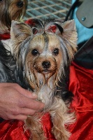 Étalon Yorkshire Terrier - Gladys pretty doll Des Anges De Lumiére