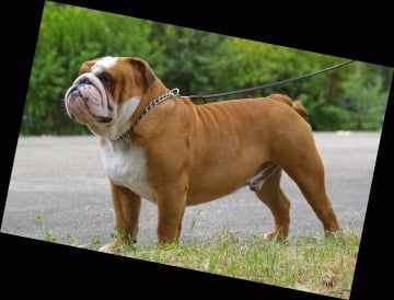 Les Bulldog Anglais de l'affixe   De La Grange Aux Hulottes