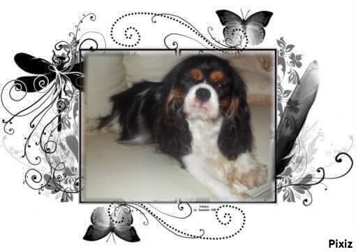 Les Cavalier King Charles Spaniel de l'affixe   des Cherihuas