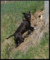 Étalon American Staffordshire Terrier - Fatal beauty from Urcos Not Dead