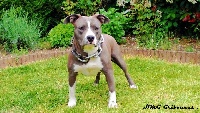 Étalon American Staffordshire Terrier - Ho my girl Gribounes
