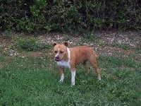 Étalon American Staffordshire Terrier - Dana (Sans Affixe)