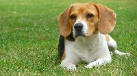 Étalon Beagle - Fenouil Titre Initial