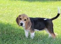 Étalon Beagle - Izzie Du pré moussey