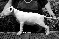 Étalon Bull Terrier - Untitled Infinite funkiness