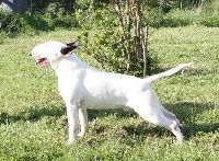 Étalon Bull Terrier - Aricon Synchro eyes